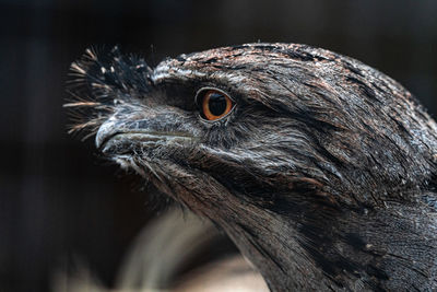 Tawny frogmouth close-up