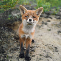 Curious fox cub