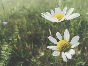 Close-up of fresh white flower