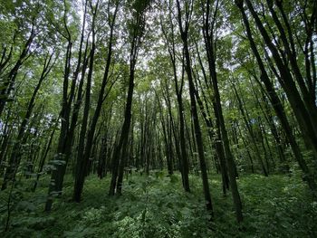 Low angle view of bamboo trees in forest