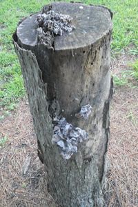 High angle view of tree stump on field