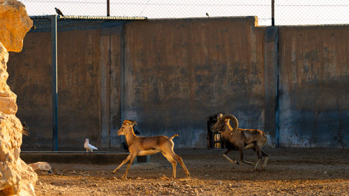 Mountain goats running on field