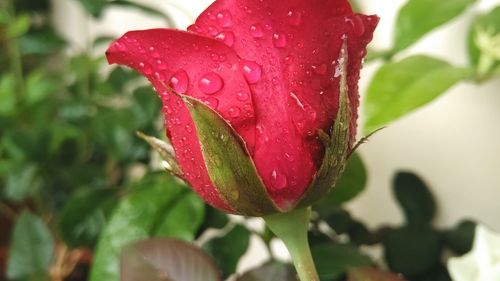 Close-up of wet red rose