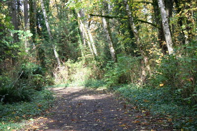 Empty road along trees in forest