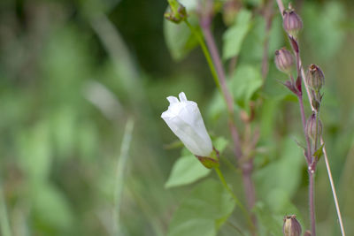 Close-up of white flowering plant