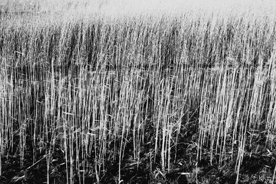 View of wheat field