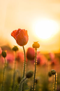 Close-up of red flower