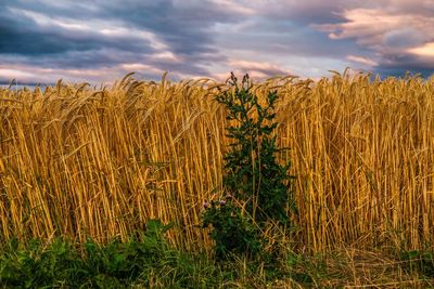 Close-up of wheat field against sky