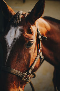 Close-up of a horse