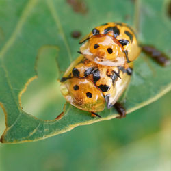 Close-up of insect on leaf