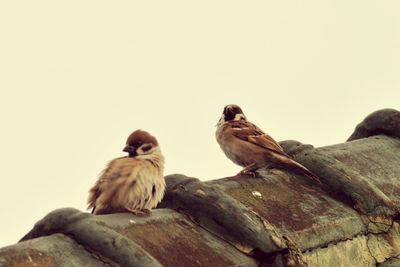 Birds perching on wood against clear sky