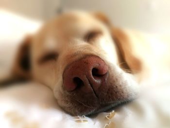 Close-up portrait of dog relaxing