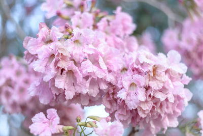 Close-up of pink cherry blossoms