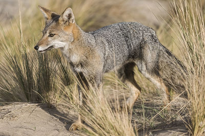 Portrait of fox on field