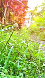 Close-up of dandelion on field