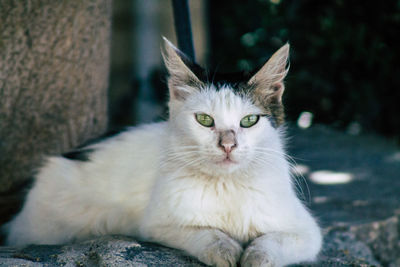 Close-up portrait of cat relaxing outdoors