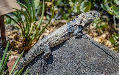 Close-up of lizard on rock