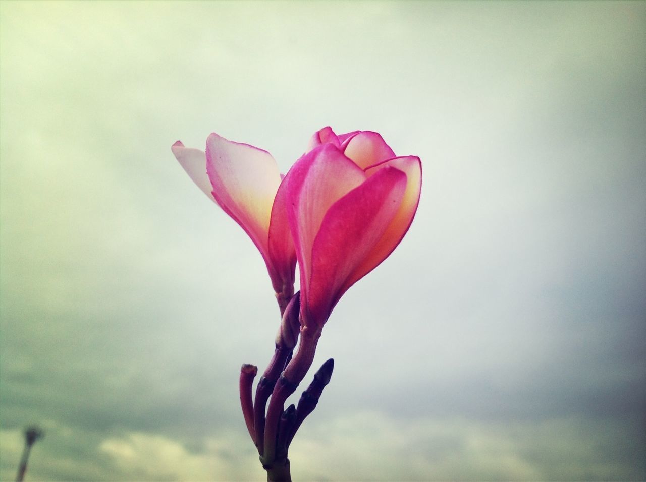 flower, petal, fragility, flower head, freshness, single flower, sky, beauty in nature, pink color, low angle view, nature, close-up, stem, red, growth, focus on foreground, blooming, day, outdoors, pink