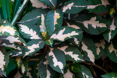 High angle view of leaves