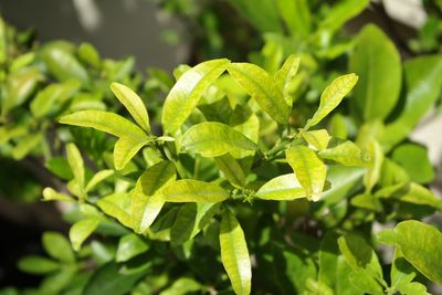 Close-up of green leaves