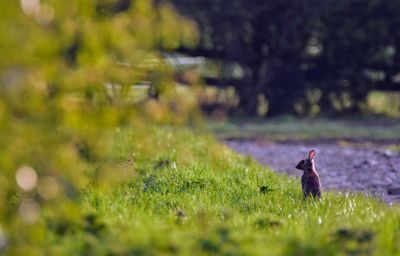 Rabbit on field