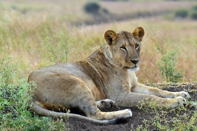 Portrait of lion resting on grass