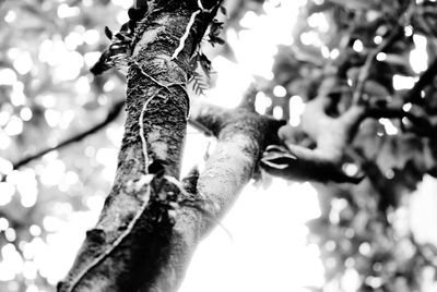 Low angle view of a tree