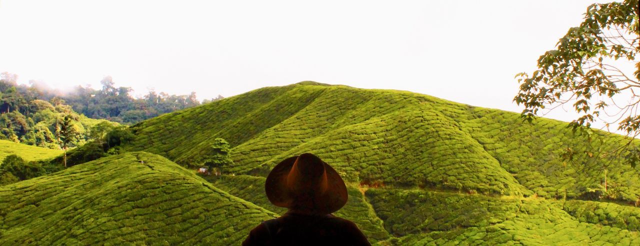 plant, sky, green color, growth, landscape, scenics - nature, beauty in nature, nature, tree, land, clear sky, mountain, one person, environment, real people, tranquility, field, rear view, day, tranquil scene, tea crop, plantation, outdoors, looking at view