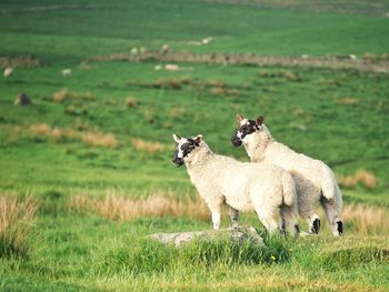 Sheep on a field