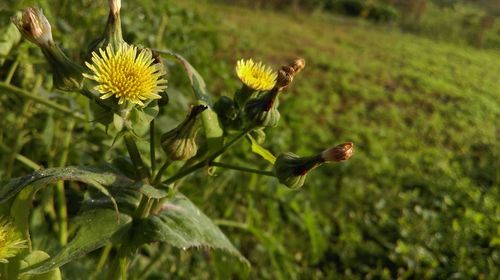 Close up of yellow flowers blooming in field