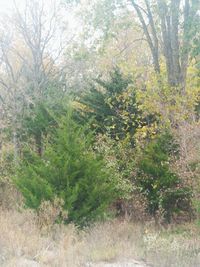 Trees in forest