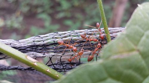 Close-up of ants