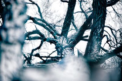 Close-up of bare tree during winter