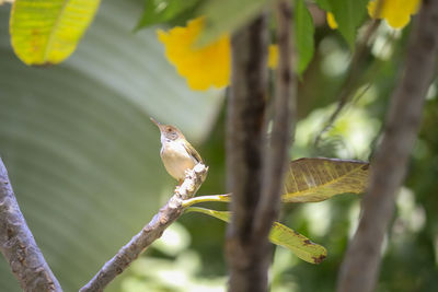 Close-up of bird perching on branch