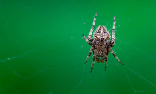 Close-up of spider