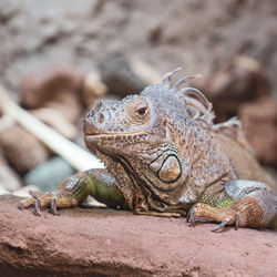 Close-up of lizard on land