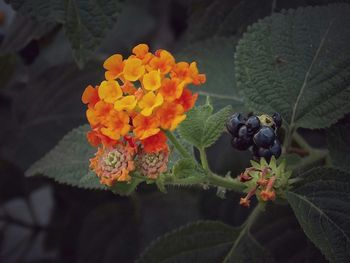 Close-up of yellow flower