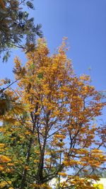 Low angle view of tree against blue sky