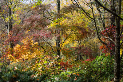 Trees in forest