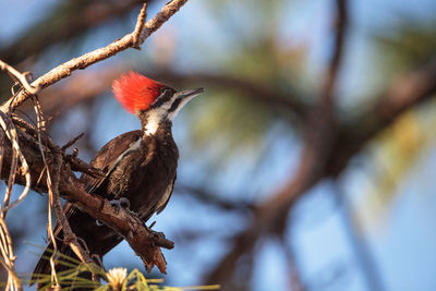 Close-up of bird perching on branch