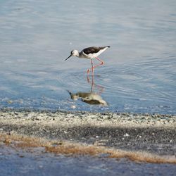 Bird on a lake