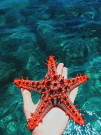 Close-up of starfish on hand