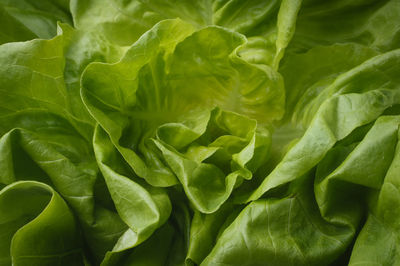 Full frame shot of green leaves