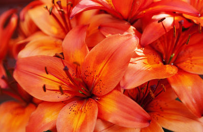 Lots of orange-red flowers in a bundle