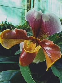 Close-up of red lily on plant