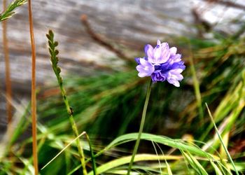 Close-up of purple flowers blooming