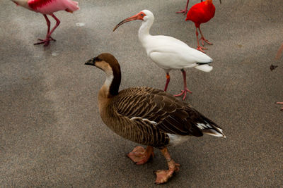 High angle view of ducks walking on land