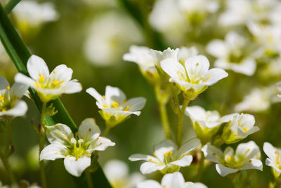 Close-up of white flowering plant