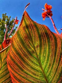 Patterns in nature 