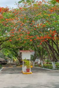 Red plant by road against trees in city